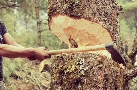 Do I Need a Permit to Cut Down a Tree on My Property?