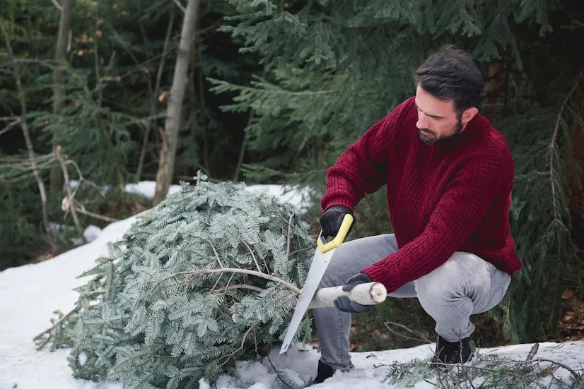 Guide on What is the Cheapest Time of Year for Tree Removal