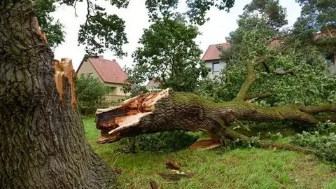 Best Essential Guide to Oak Tree Removal