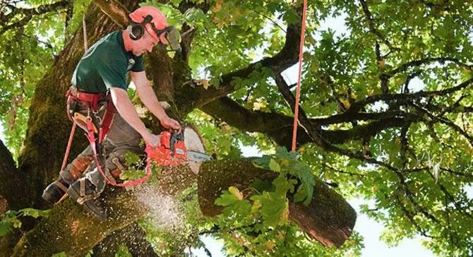 Guide on Why Is Tree Trimming So Expensive