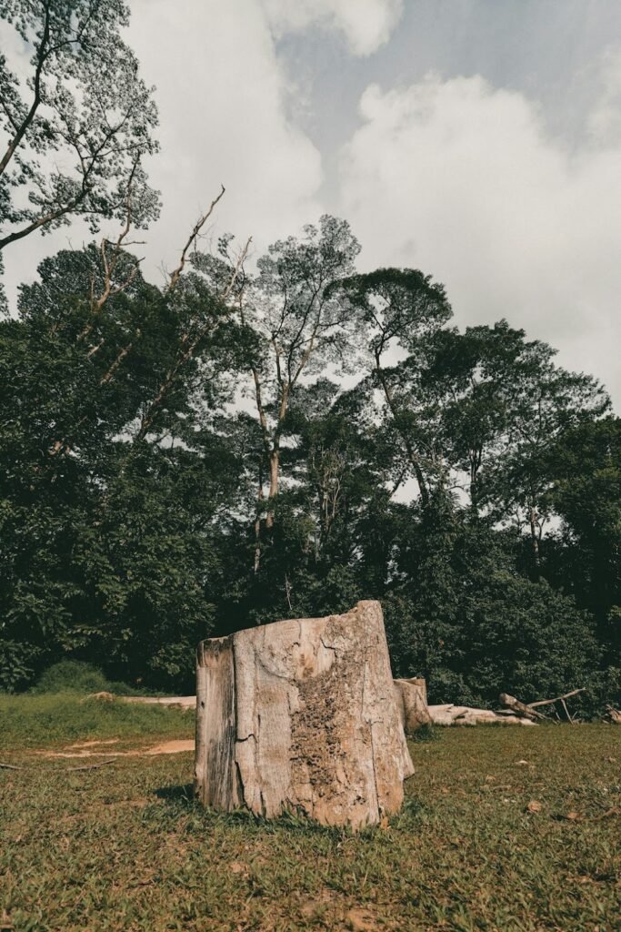 Consequences of Unauthorized Tree Cutting