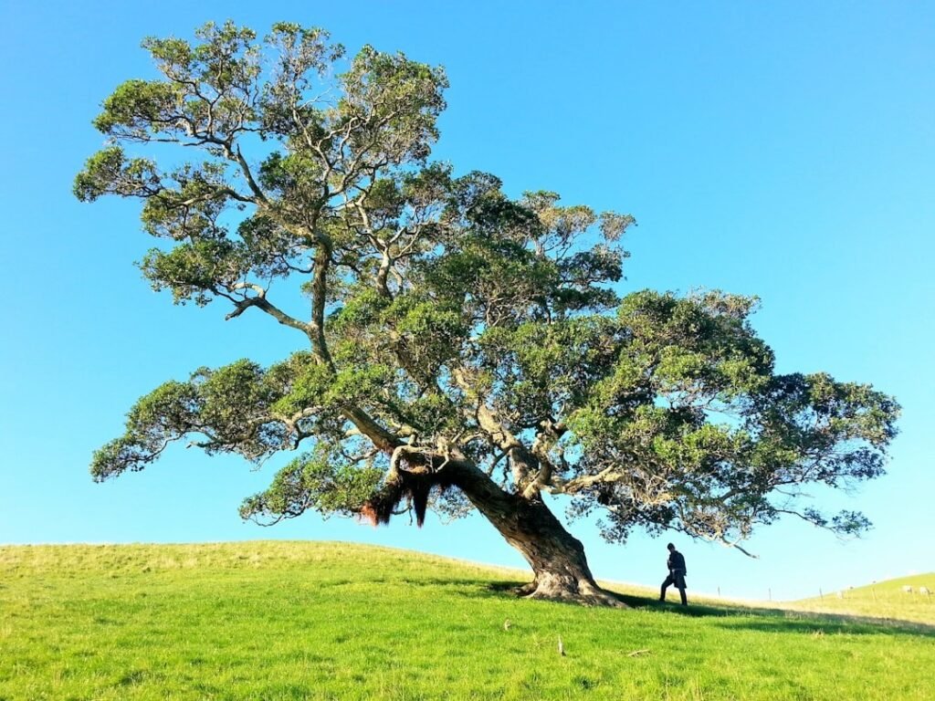 Understanding Arborist Costs in Your Area