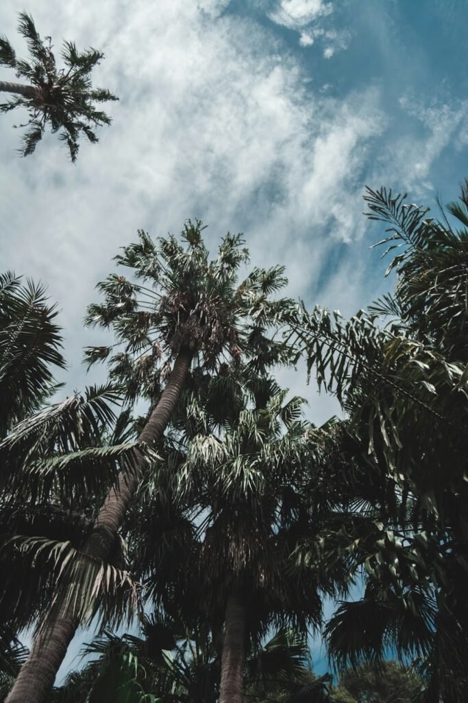 Understanding Palm Tree Removal Costs Explained