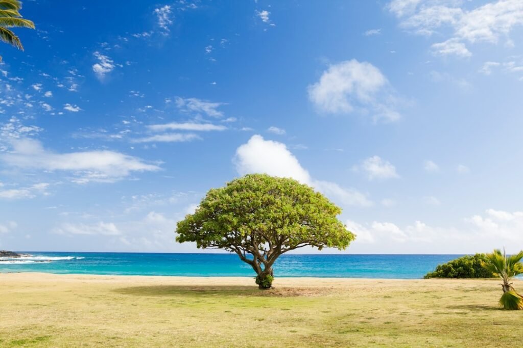 Understanding Palm Tree Trimming Costs