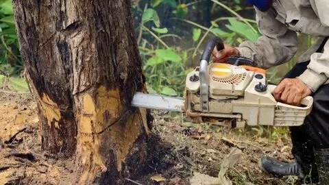 Understanding 311 Tree Removal Process