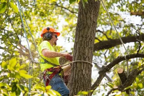 Effective Techniques for Tree and Bush Removal
