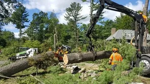 Essential Guide to Emergency Tree Removal