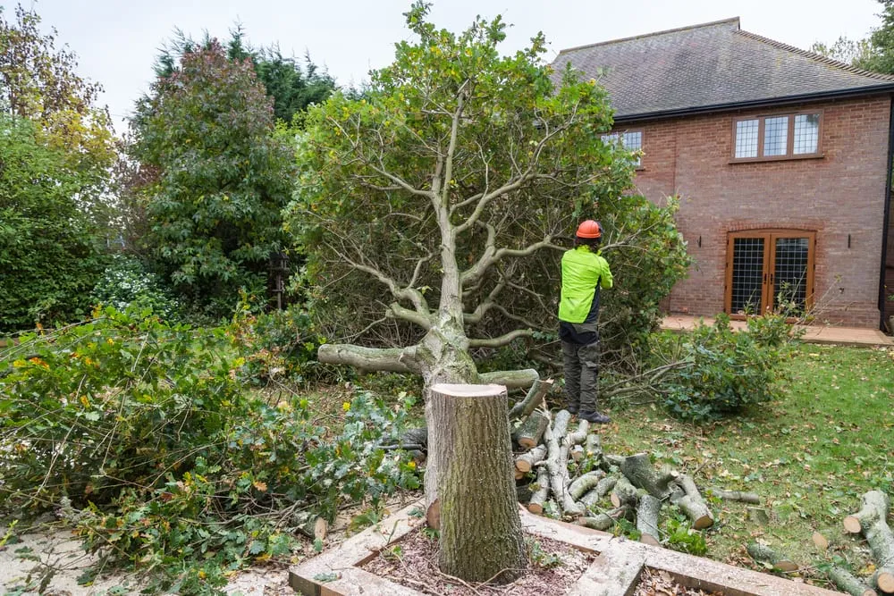 Understanding the Techniques of Tree Felling