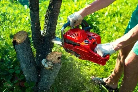 What Are Power Tools For Tree Removal