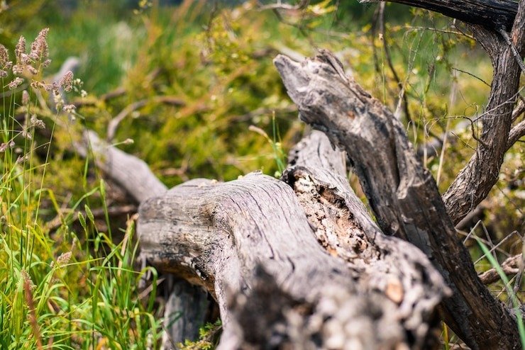 What Happens To Roots After Stump Grinding