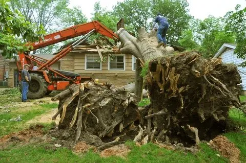 Who Is Responsible For Fallen Tree Removal