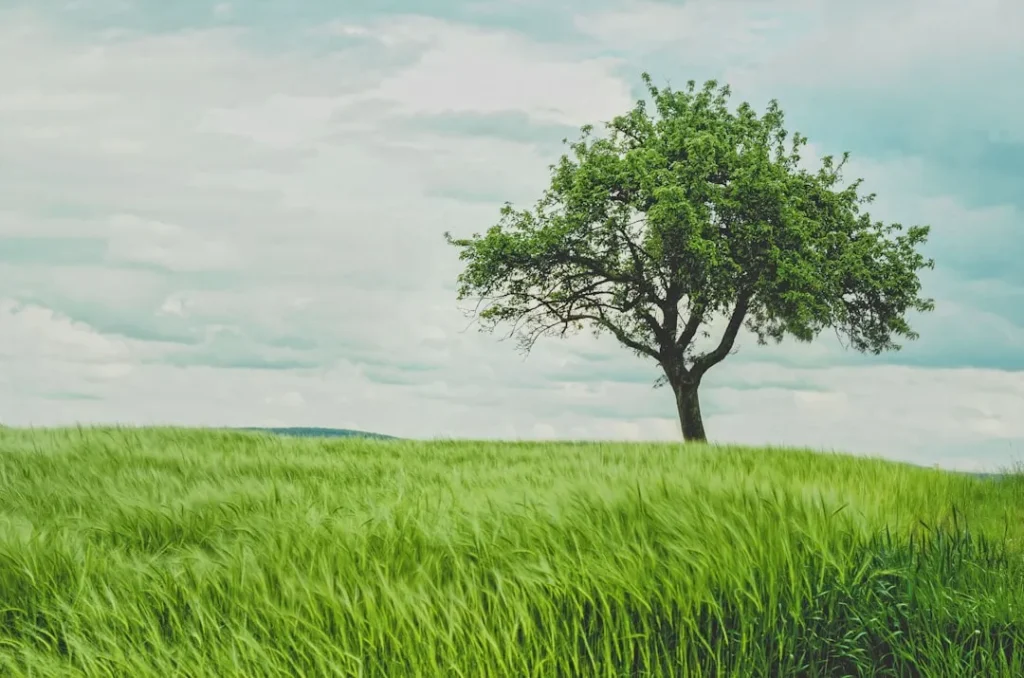 Benefits of Professional Tree Clearing Services