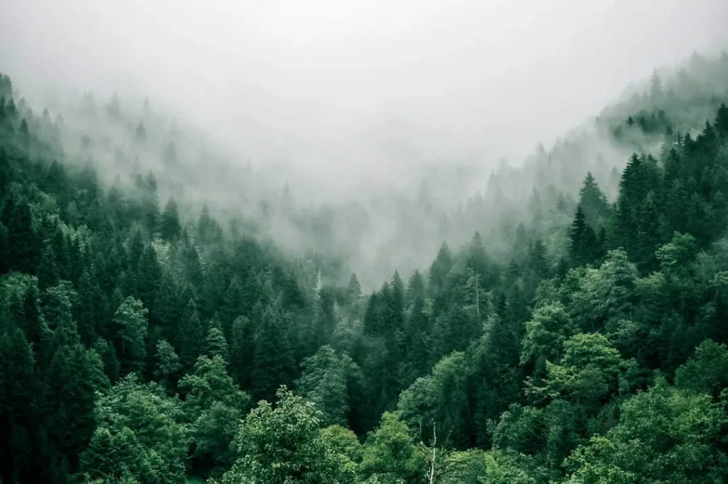 Understanding Pine Tree Removal Costs Explained