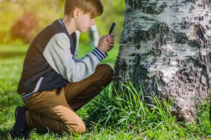 Understanding Tree and Stump Removal Costs
